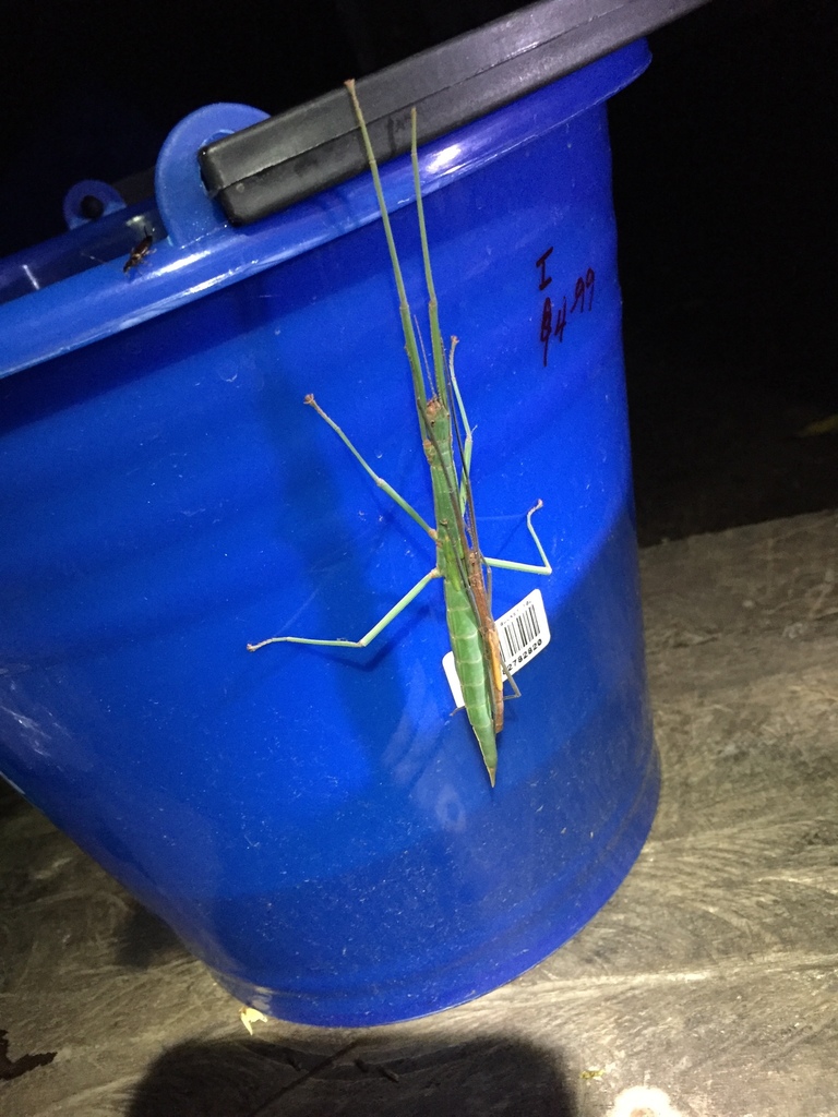 Coconut Stick Insect reference
