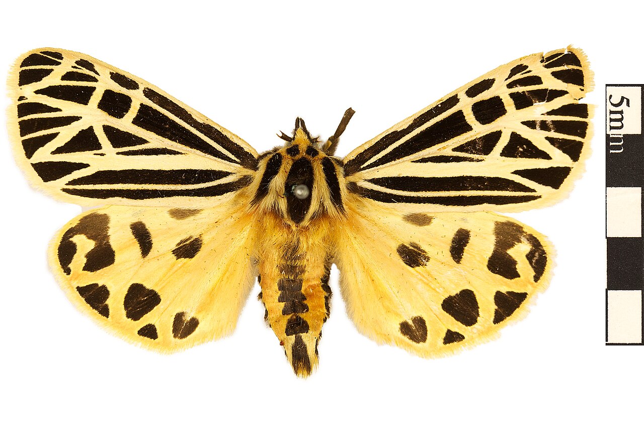 Grammia virgo reference