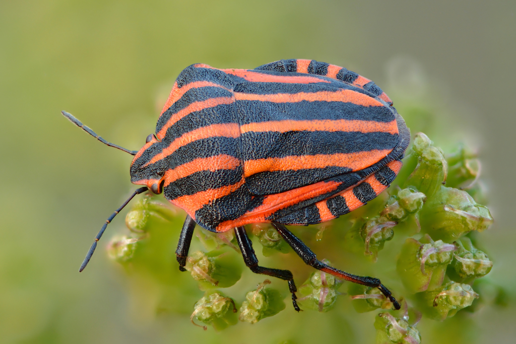 European Striped Shield Bug reference