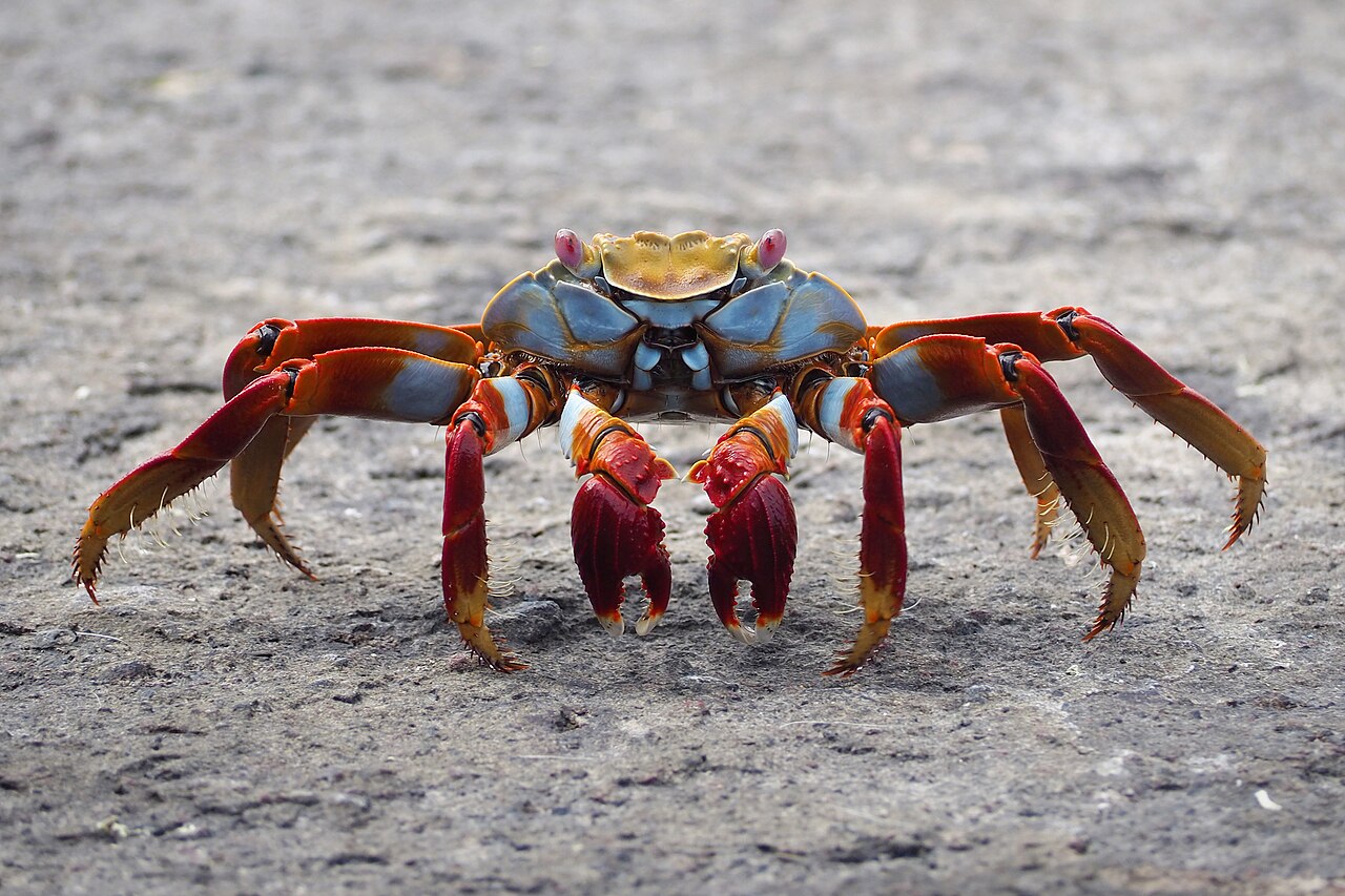 Sally Lightfoot Crab reference