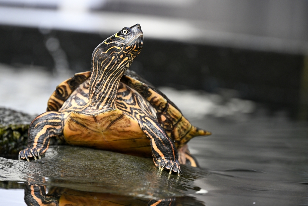 False Map Turtle reference