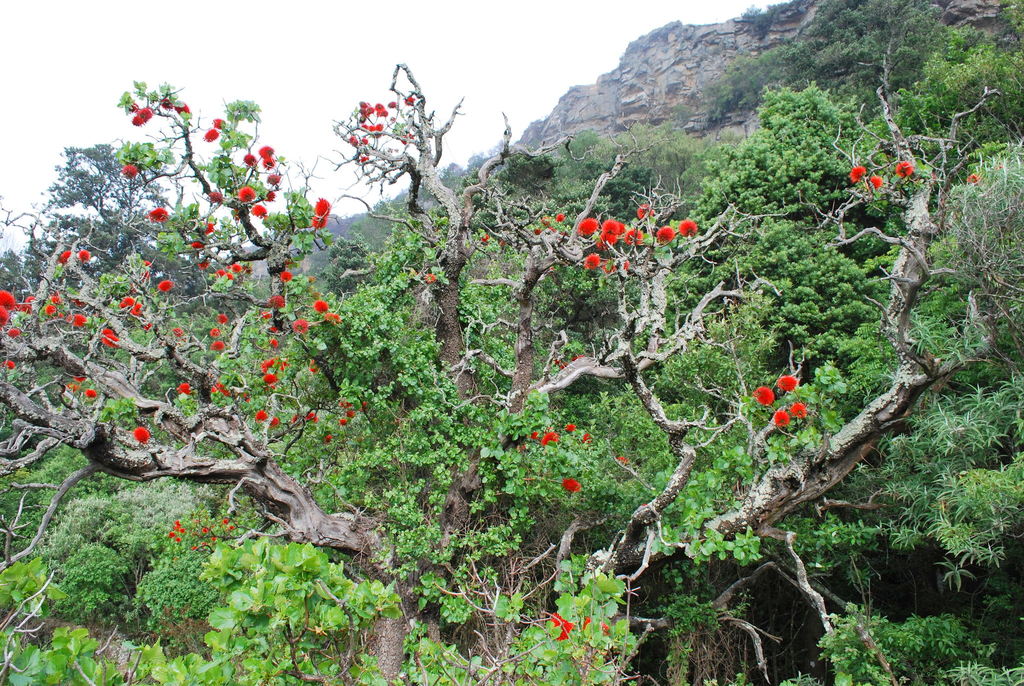 Glossy Bottlebrush reference