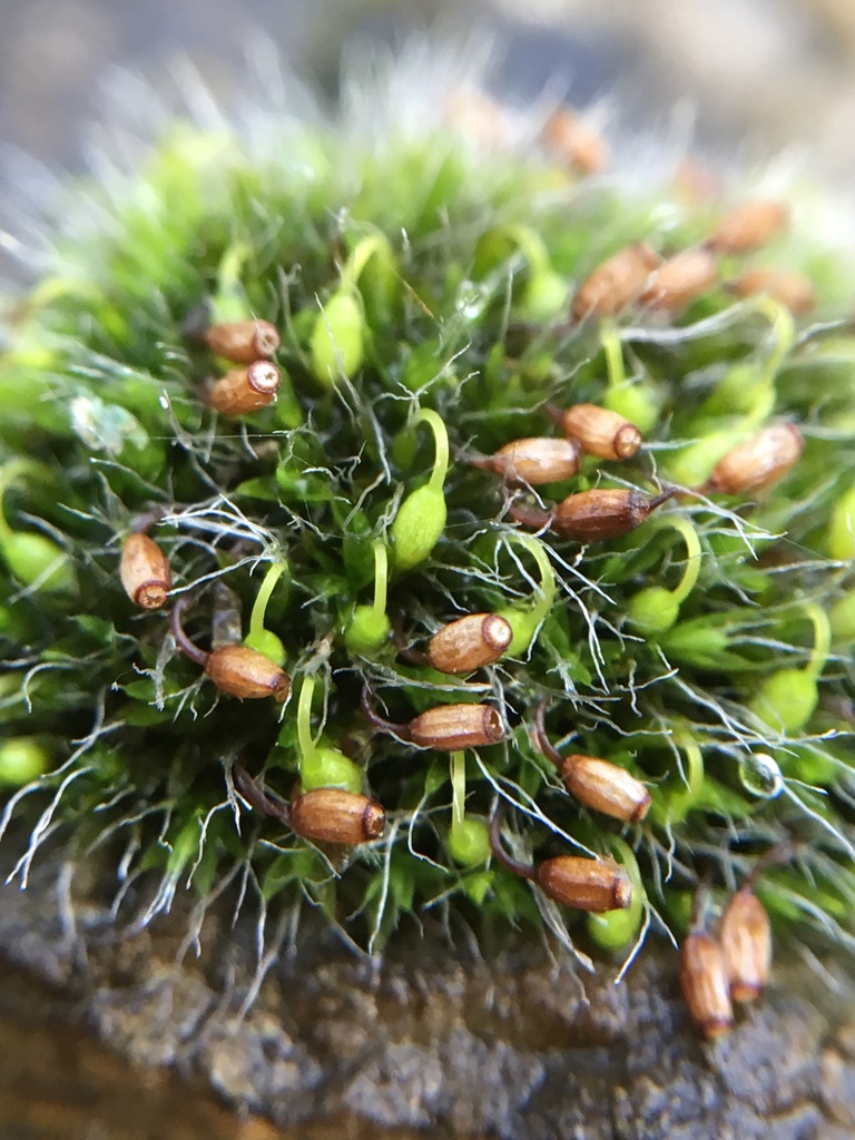 Grey-cushioned Grimmia reference