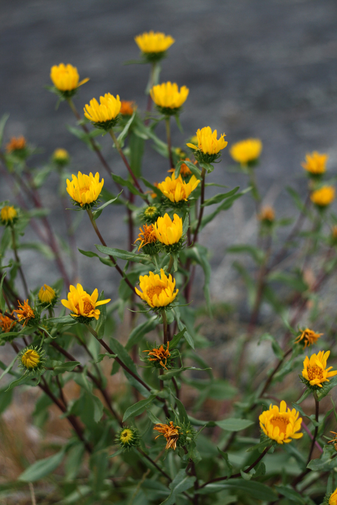 Puget sound gumweed reference