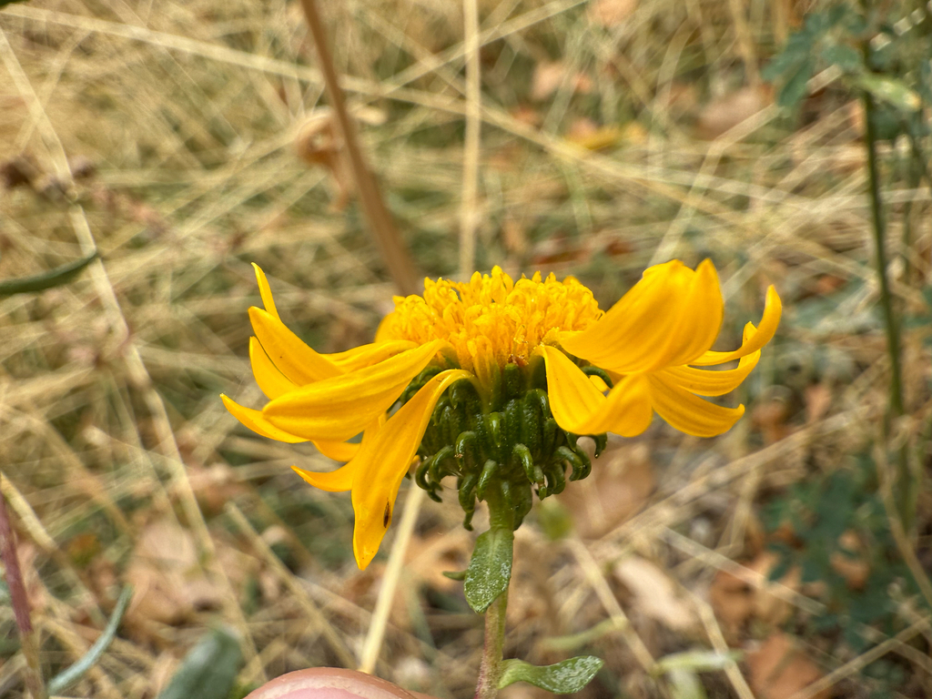 Curlycup Gumweed reference