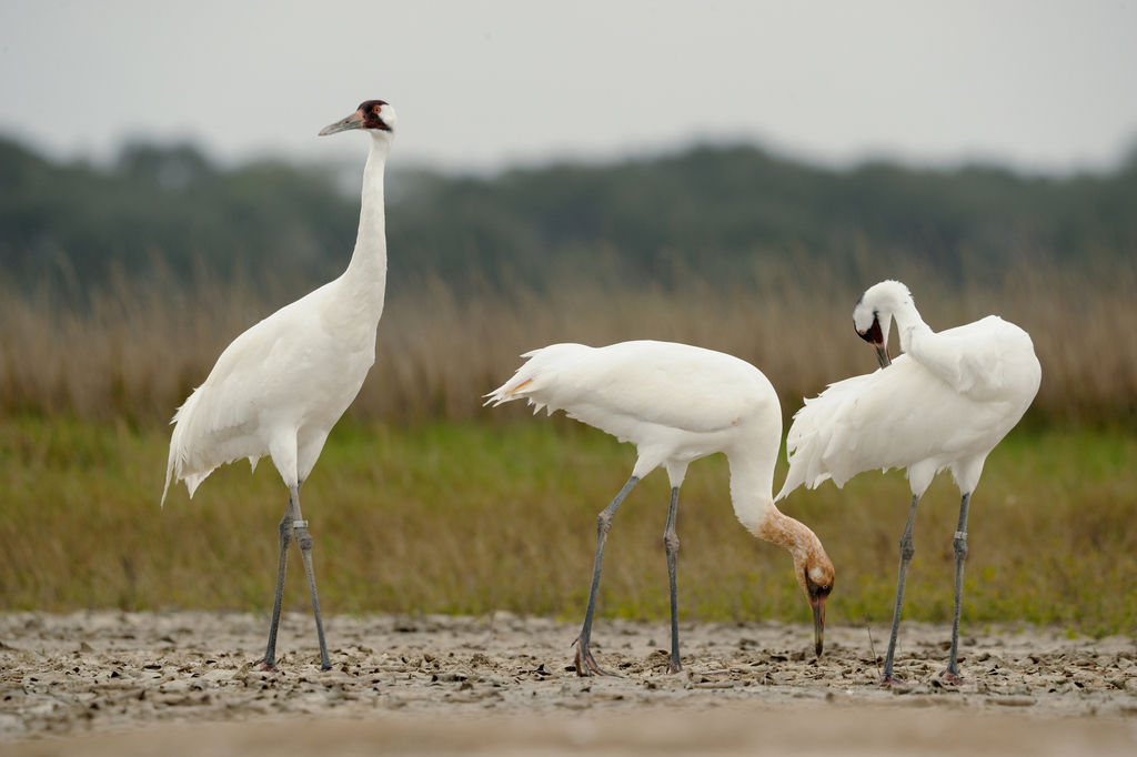 Whooping Crane reference
