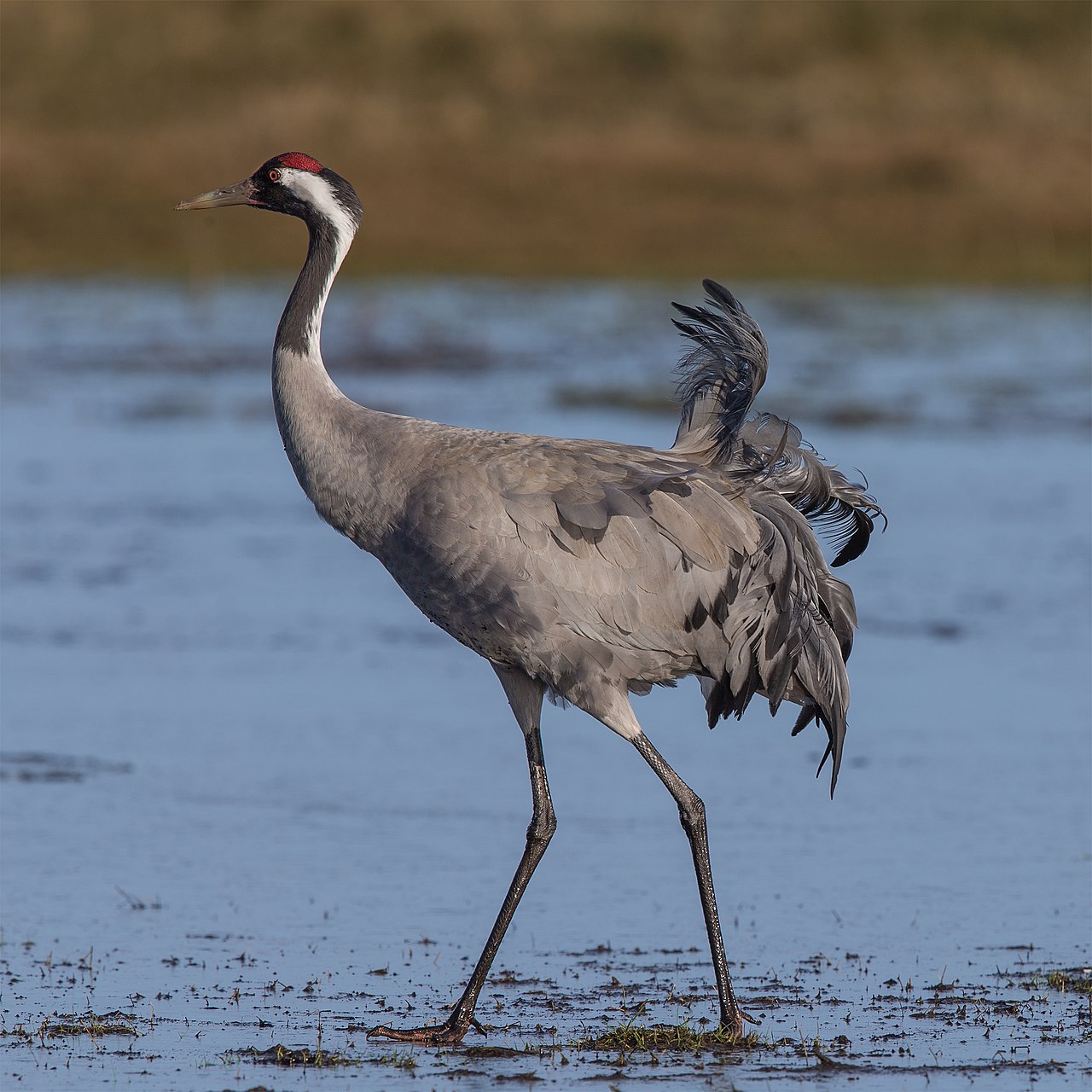 Grus grus reference