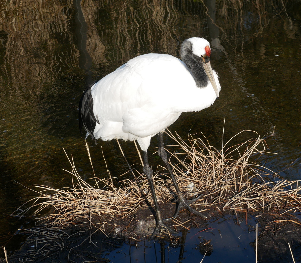 Red-crowned Crane reference