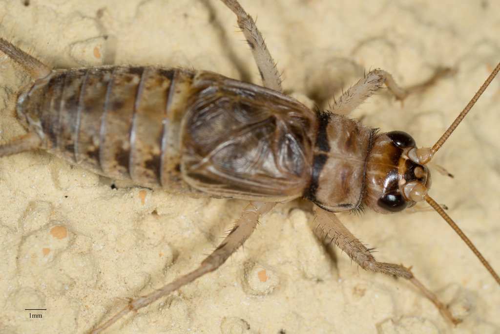 Tropical House Cricket reference