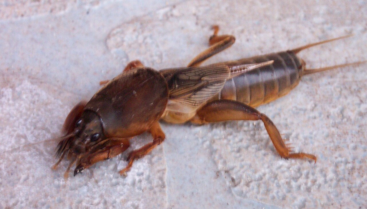 European Mole Cricket reference