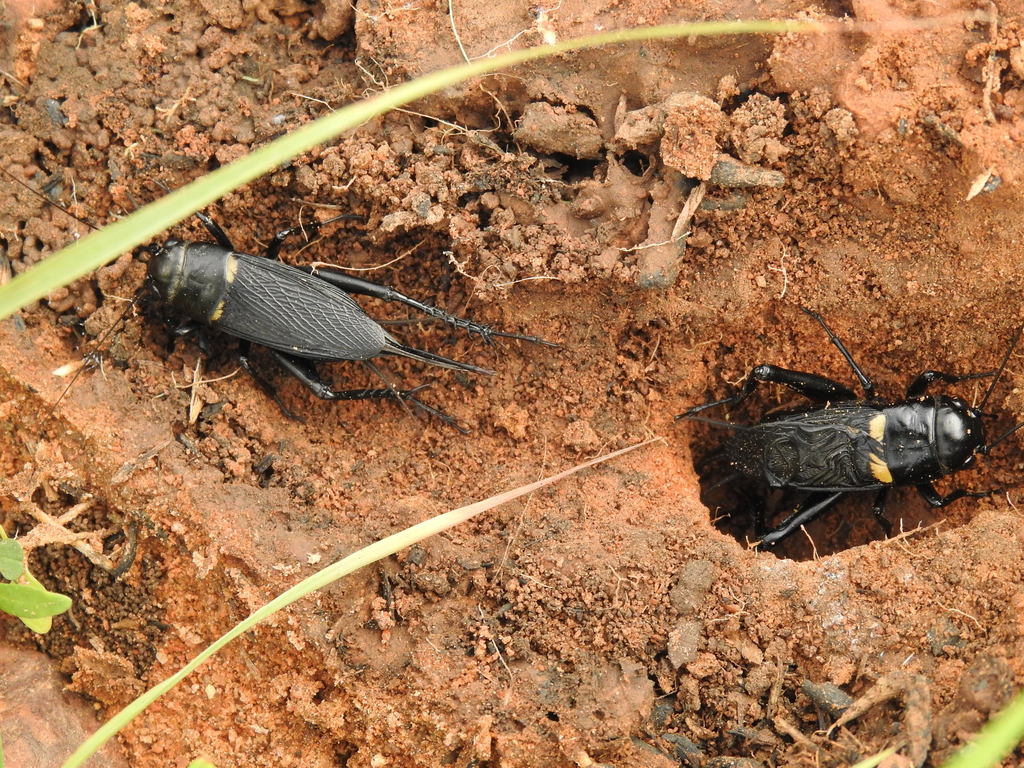 Two-spotted Cricket reference