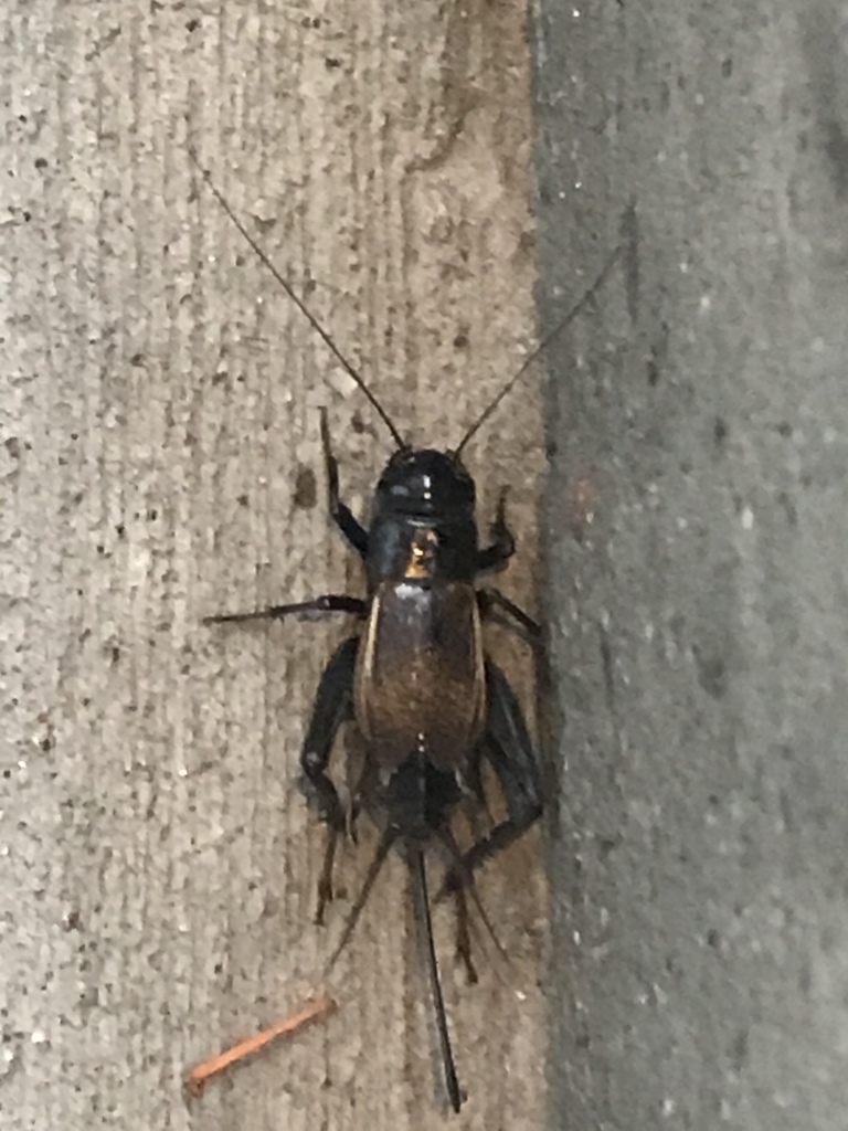 Fall Field Cricket reference