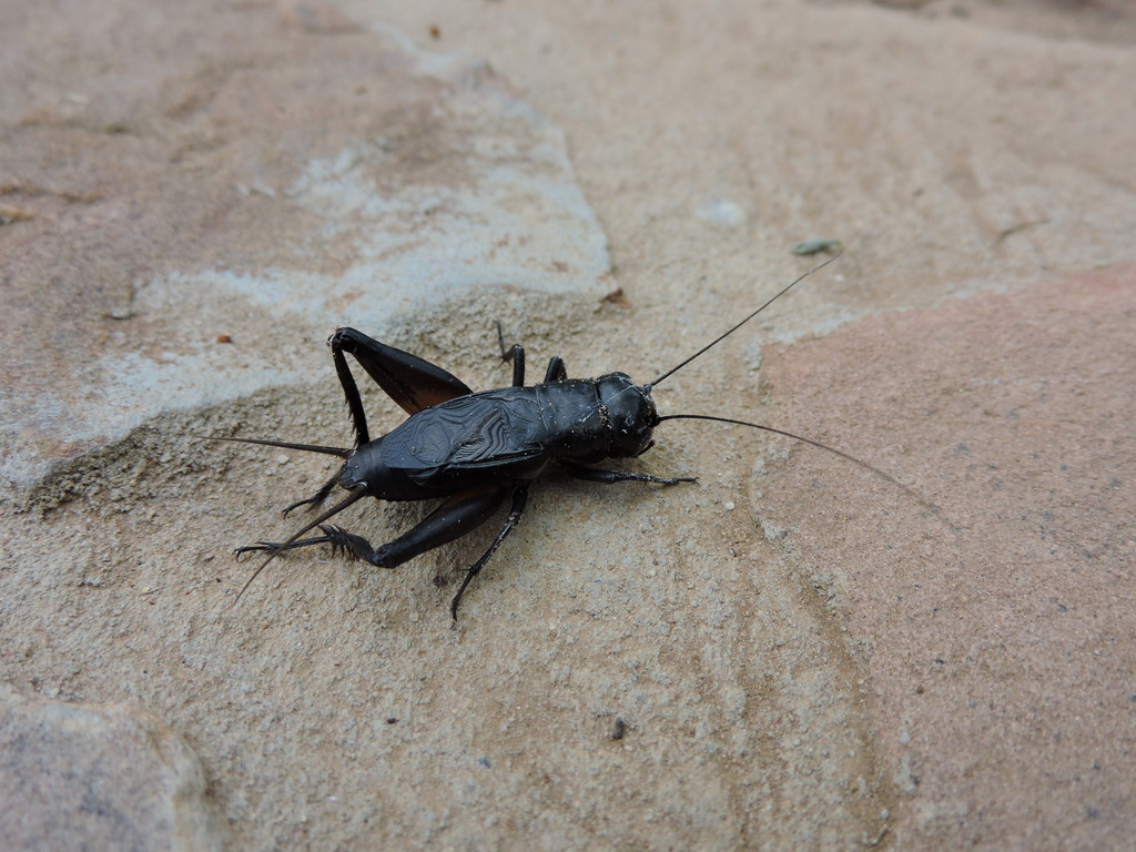 Texas Trilling Cricket reference