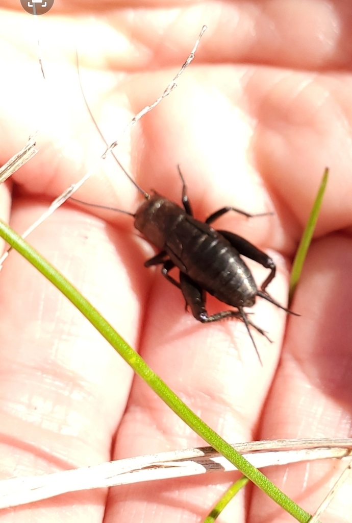 Spring Field Cricket reference