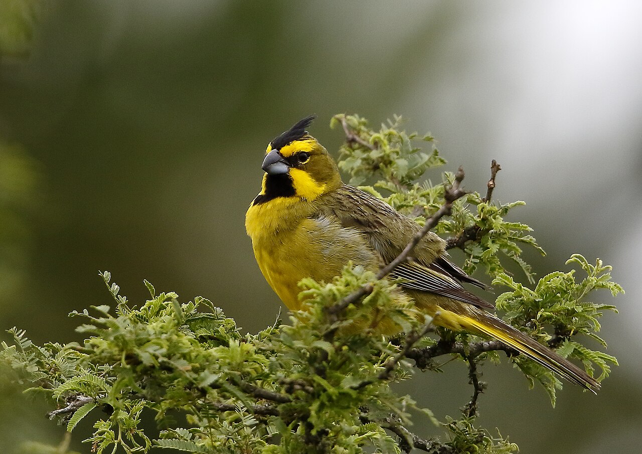 Yellow Cardinal reference