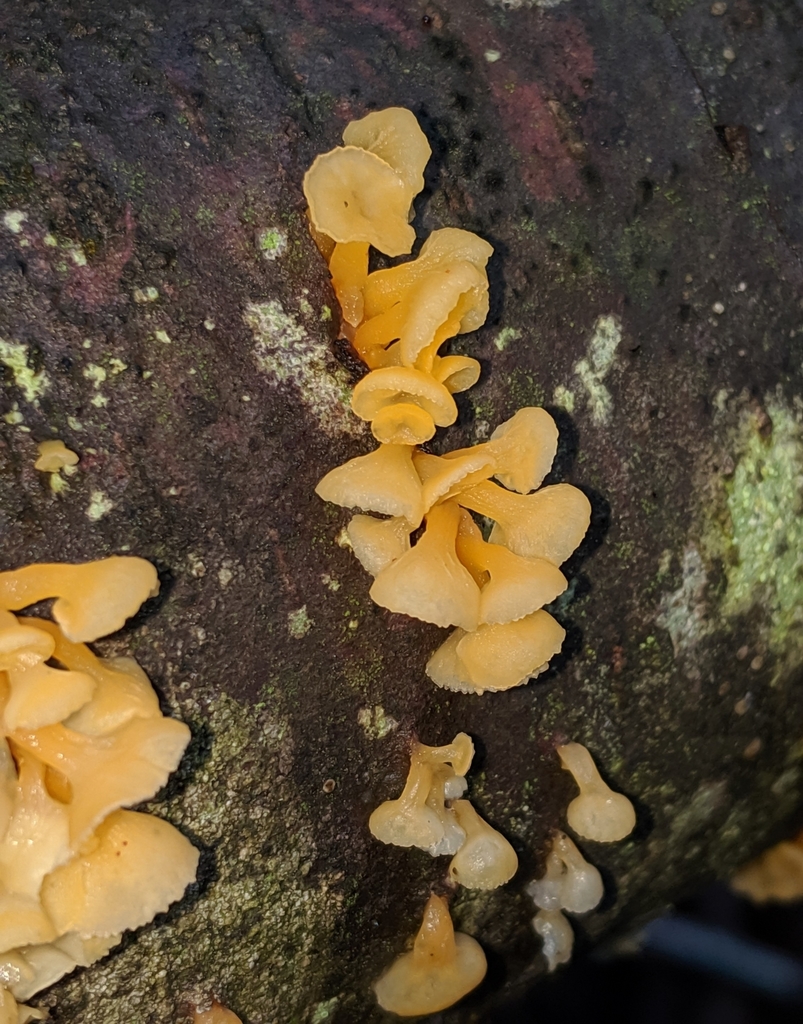 Trumpet Jelly Cup reference