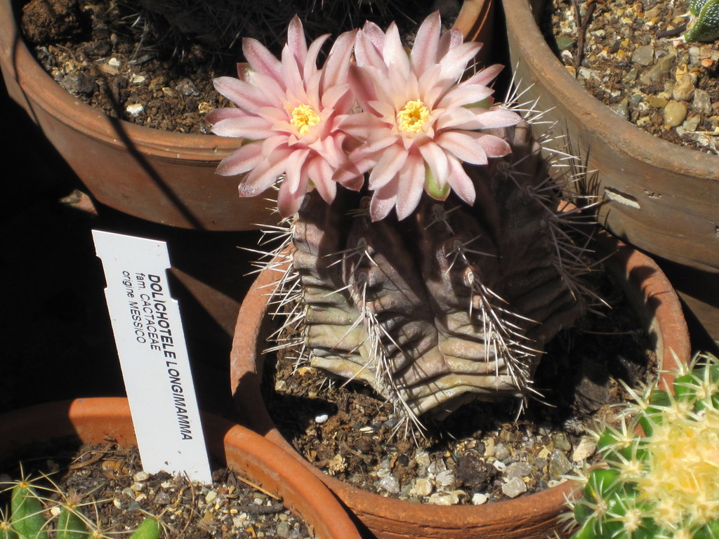 moon cactus reference