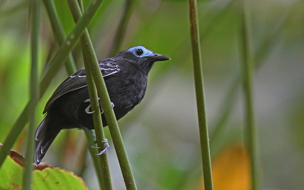 Bare-crowned Antbird reference