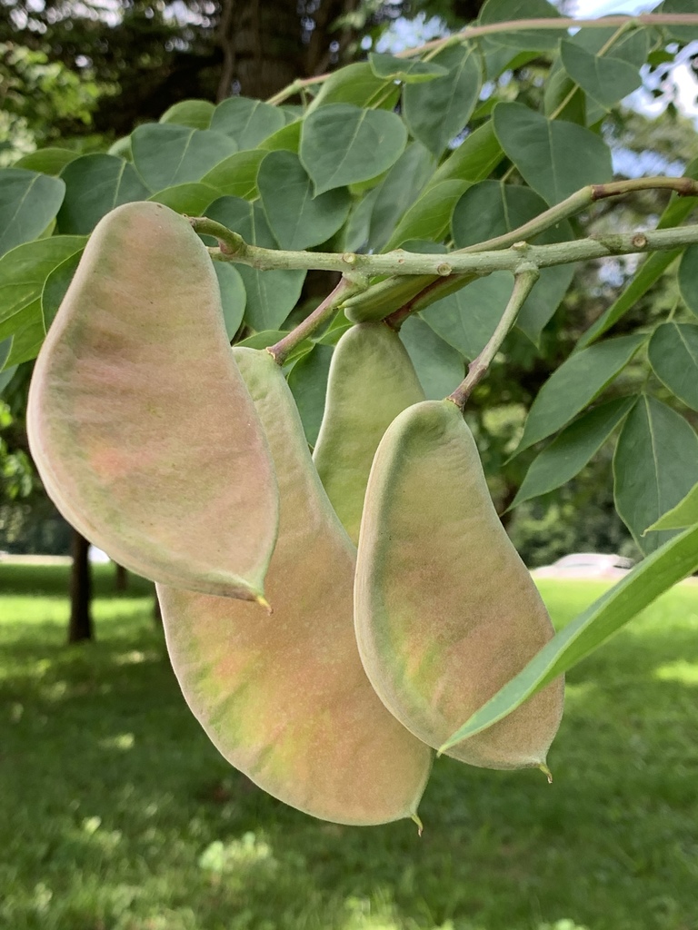 Kentucky coffeetree reference