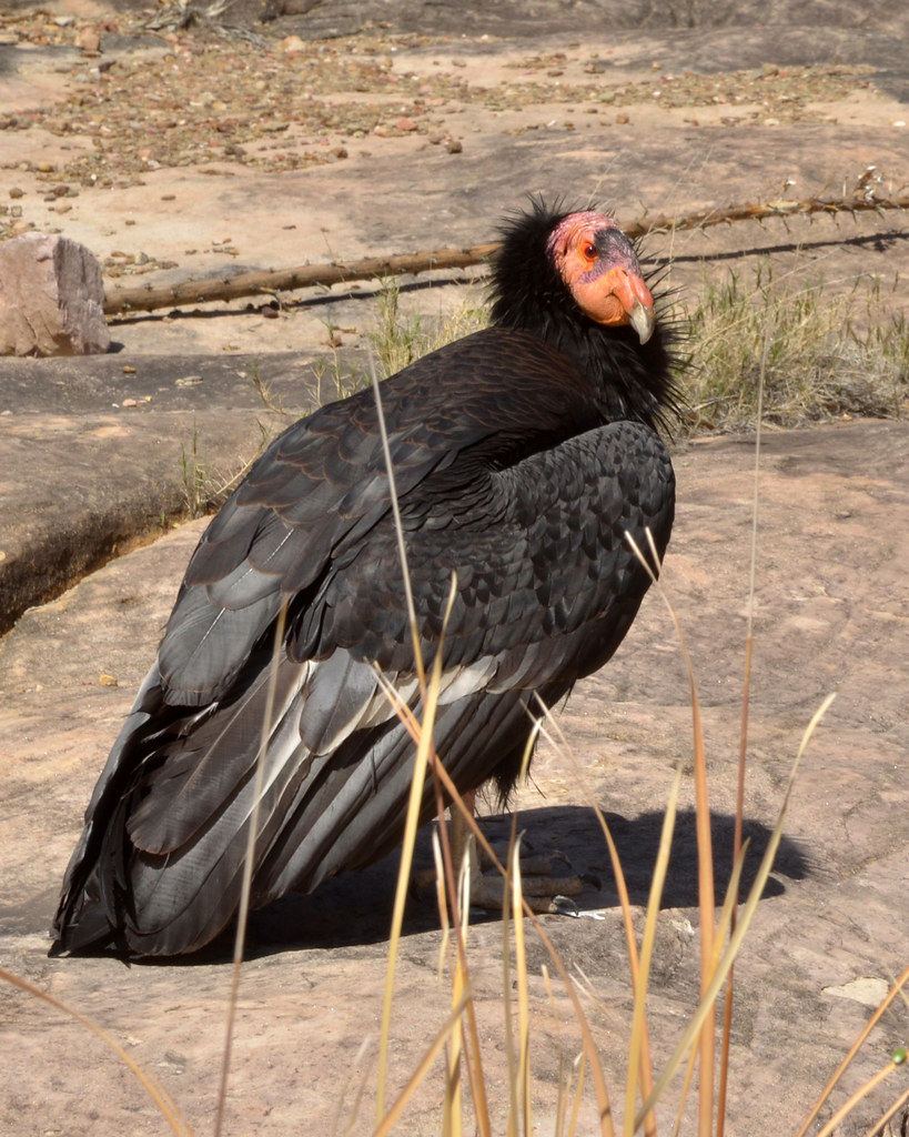 California Condor reference