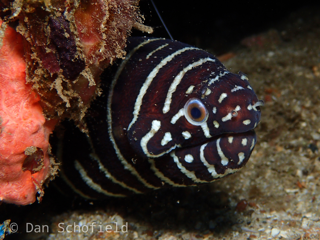 Zebra Moray reference