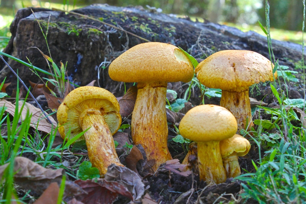 Gymnopilus junonius reference