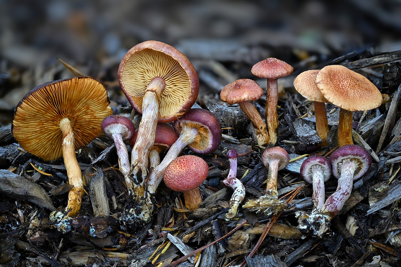 Yellow-gilled Gymnopilus reference
