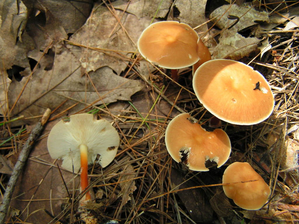 Oak-loving Gymnopus reference
