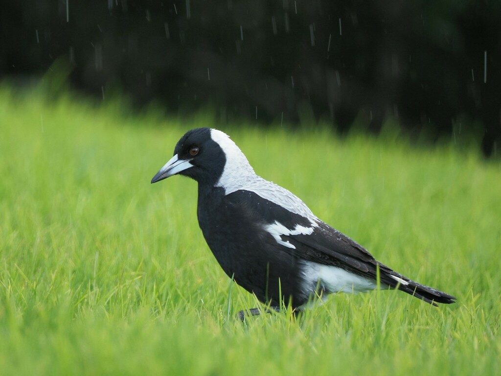 Australian Magpie reference