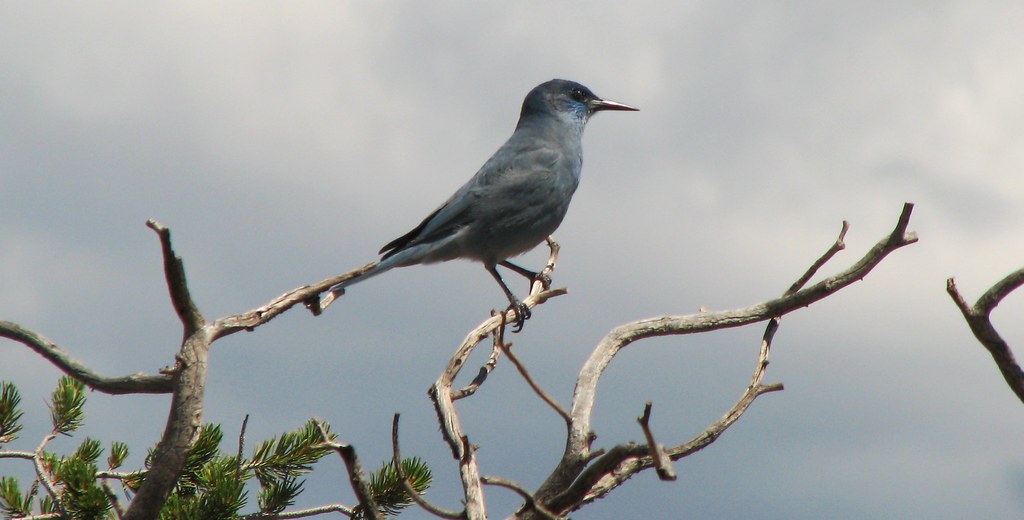 Pinyon Jay reference