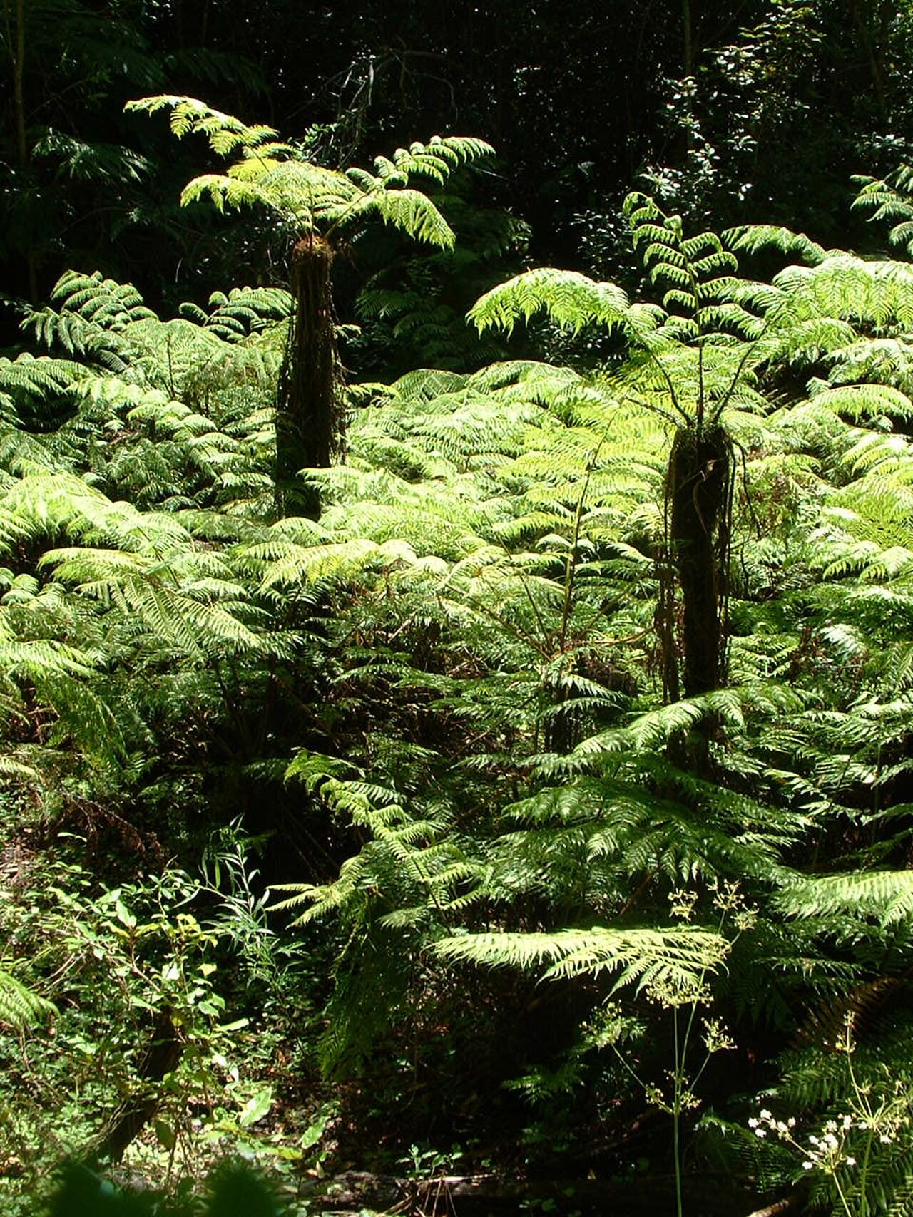 Gymnosphaera capensis reference