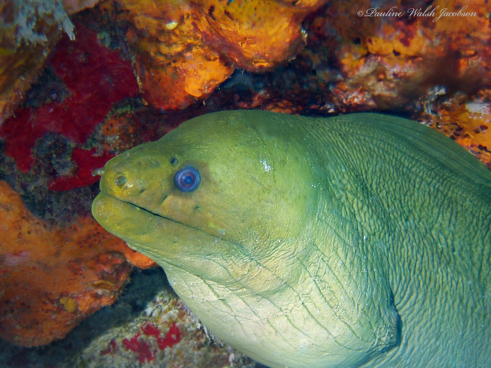 Green Moray reference