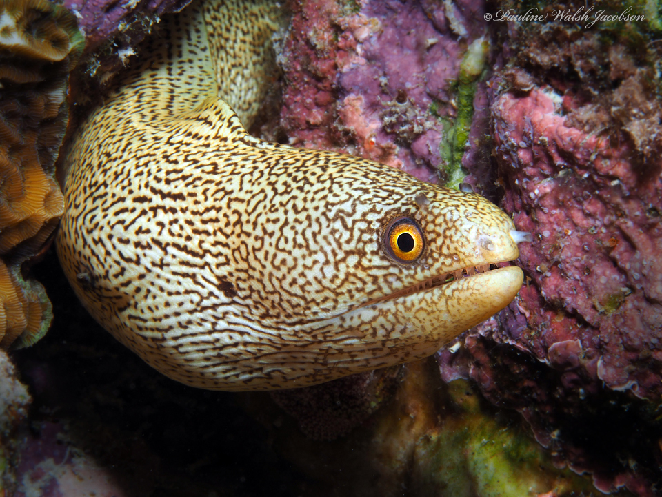 Goldentail Moray reference