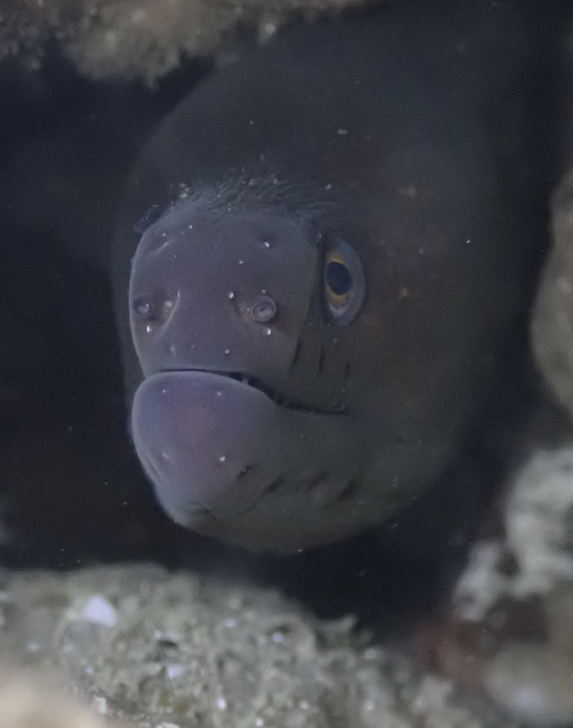 California Moray reference