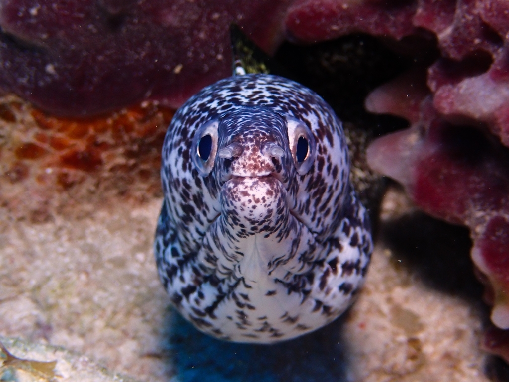 Spotted Moray reference