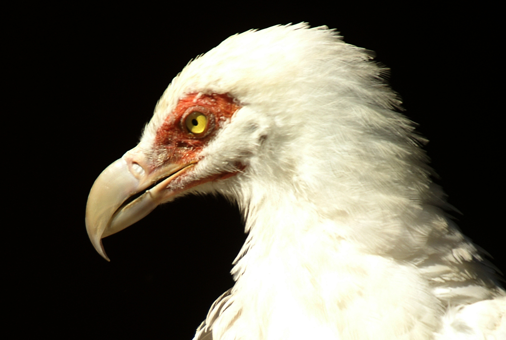 Palm-nut Vulture reference