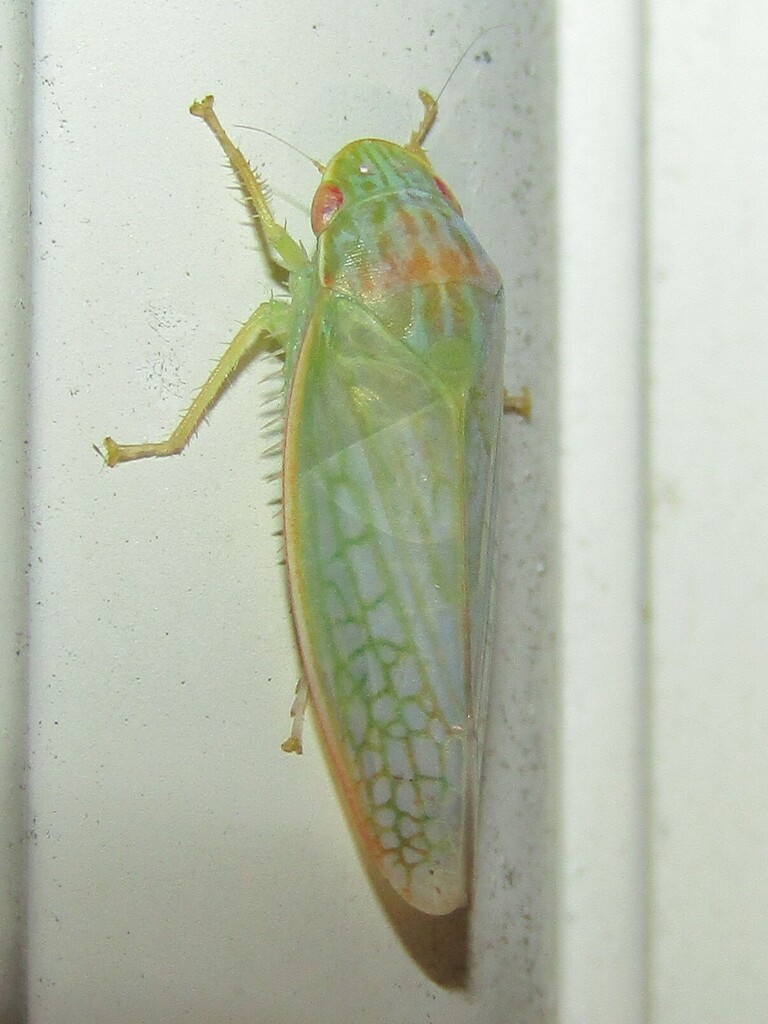 Eight-lined Leafhopper reference