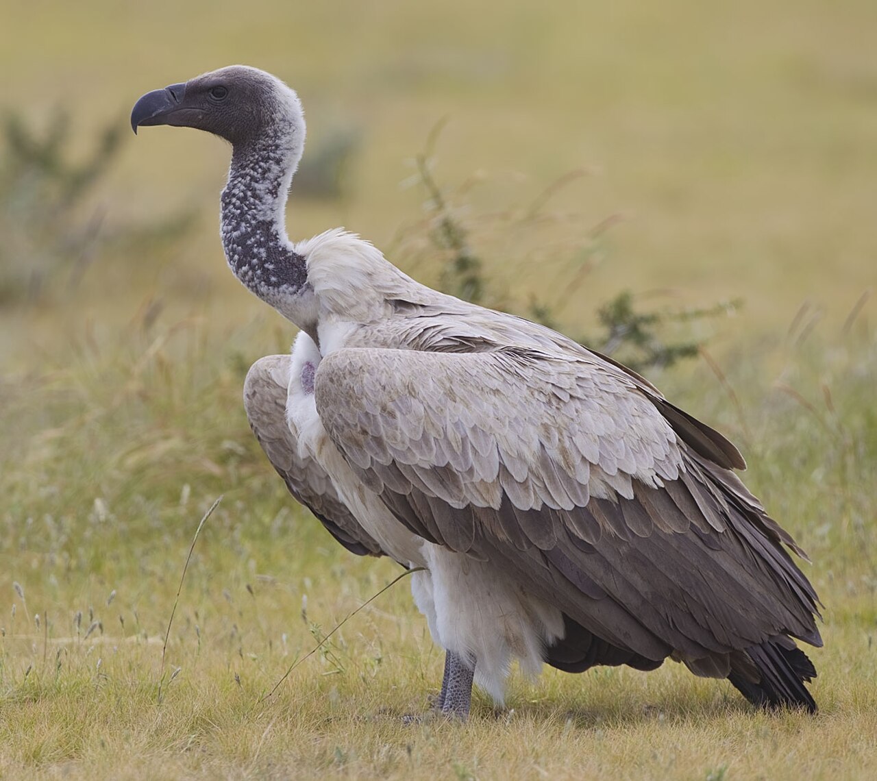 White-backed Vulture reference