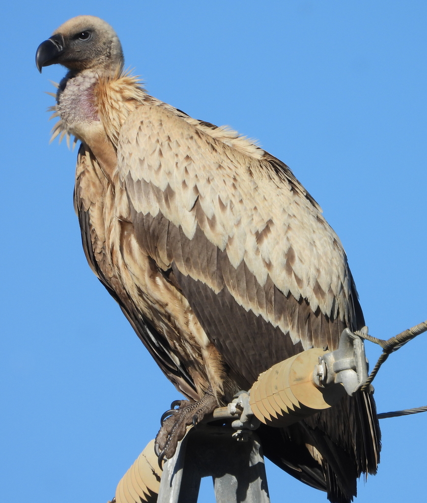 Cape Vulture reference