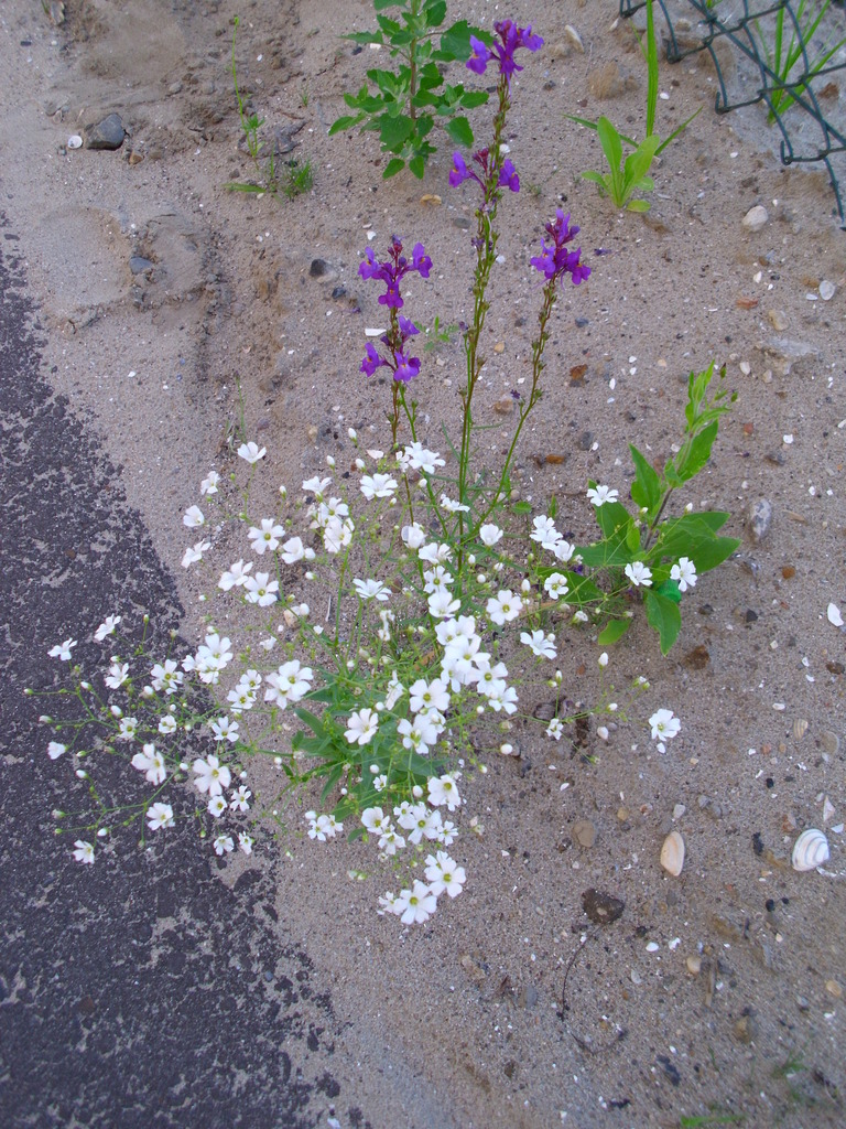 showy baby's-breath reference