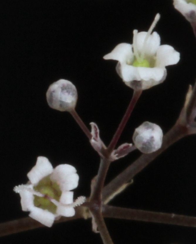 baby's-breath reference