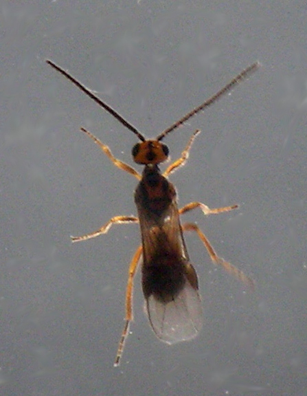 Habrobracon hebetor reference