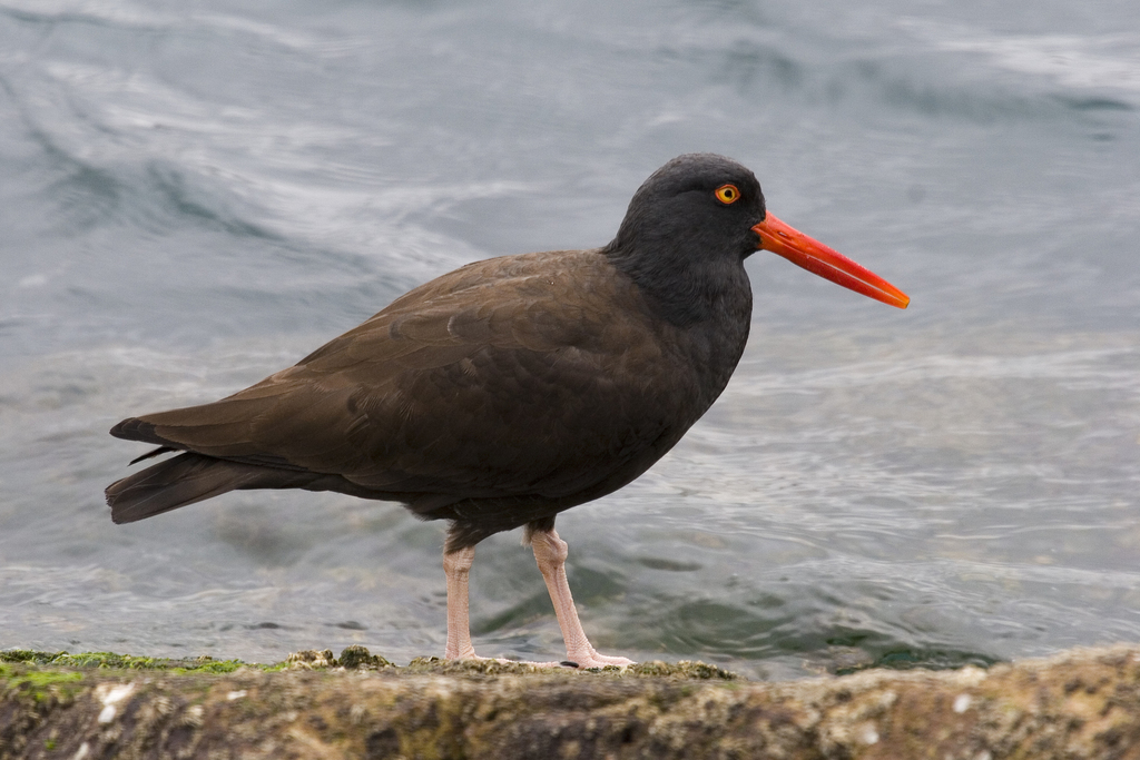 Black Oystercatcher reference