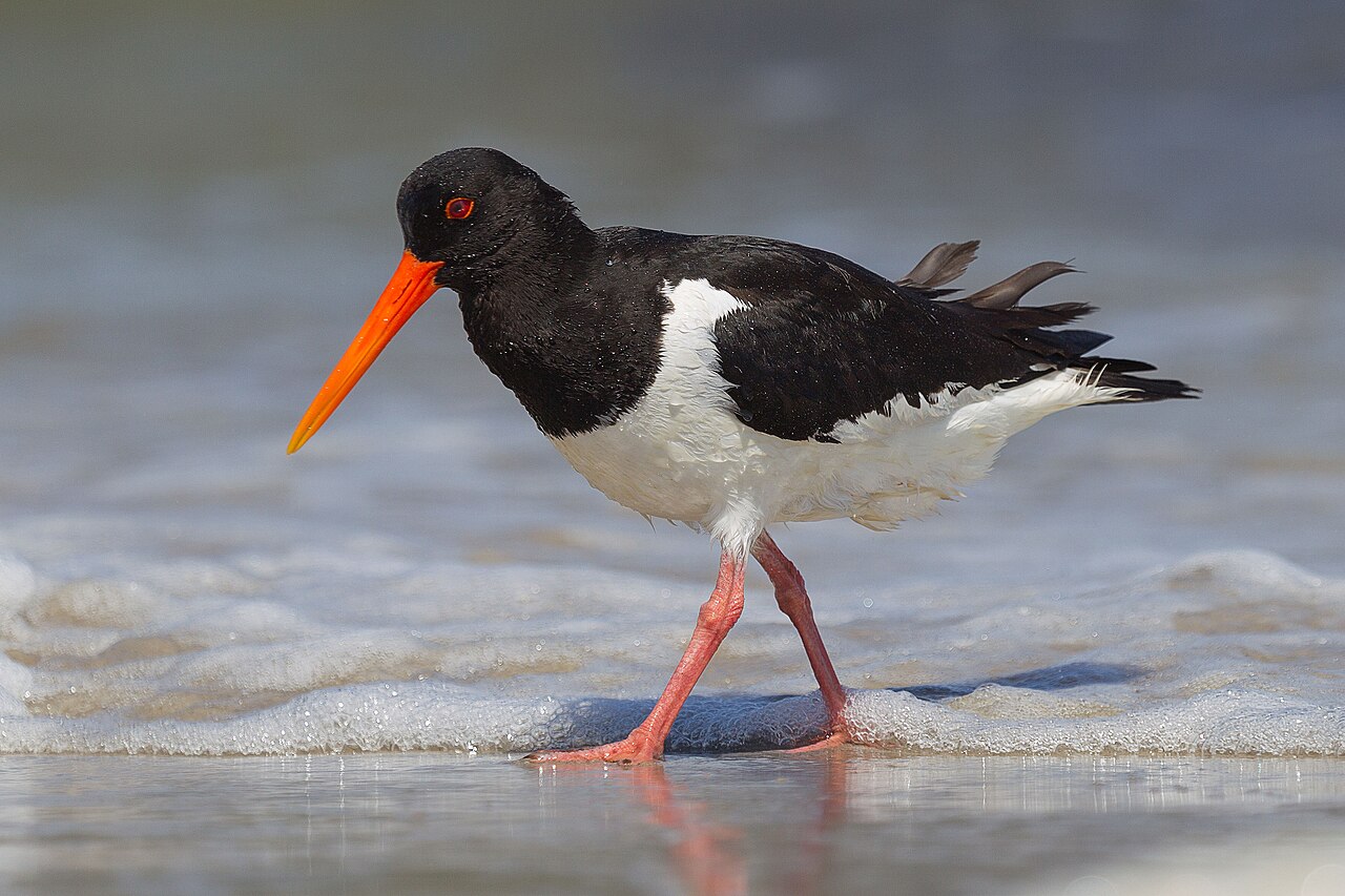 Eurasian Oystercatcher reference