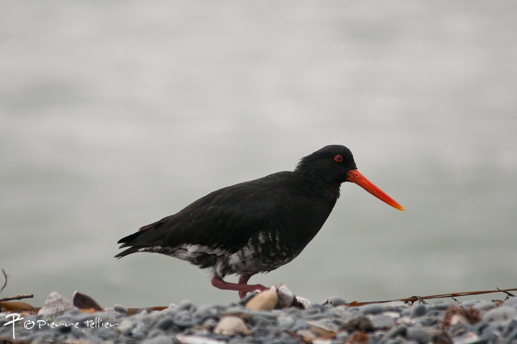 Variable Oystercatcher reference