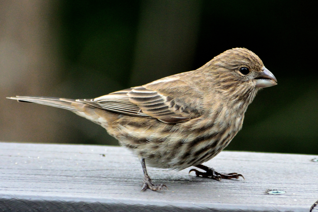 House Finch reference