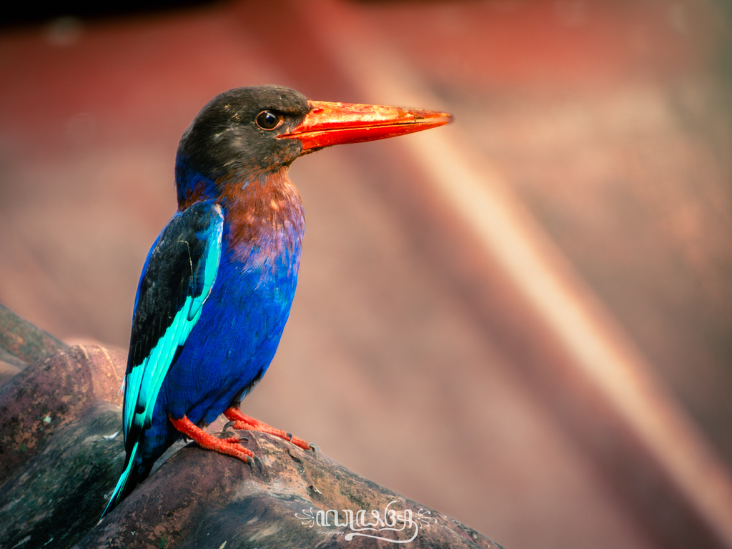 Javan Kingfisher reference