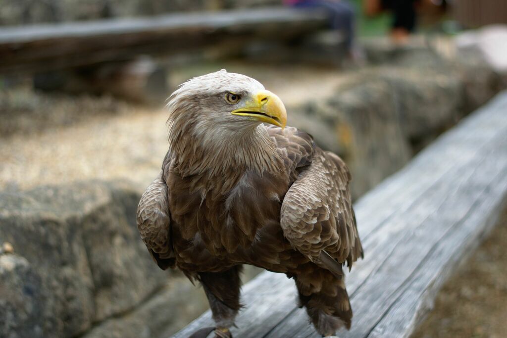 White-tailed Sea Eagle reference