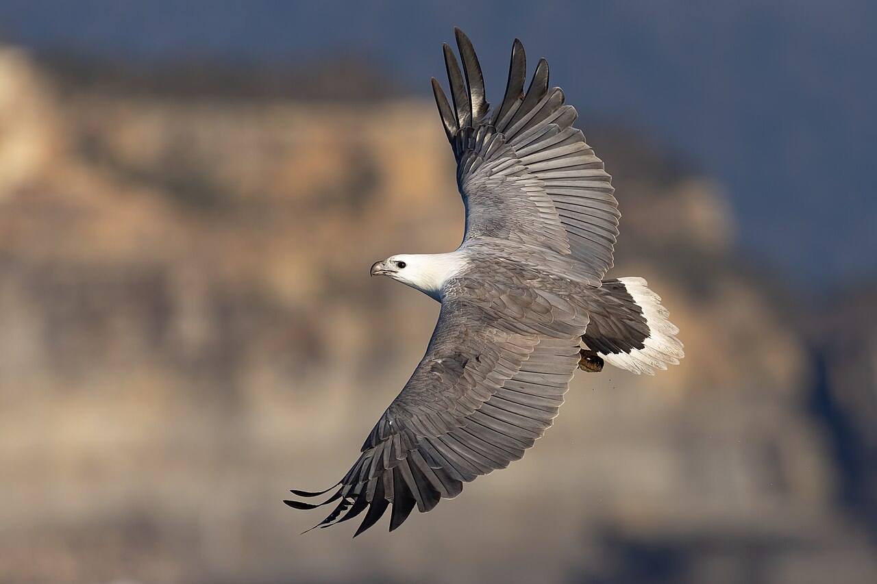 White-bellied Sea Eagle reference