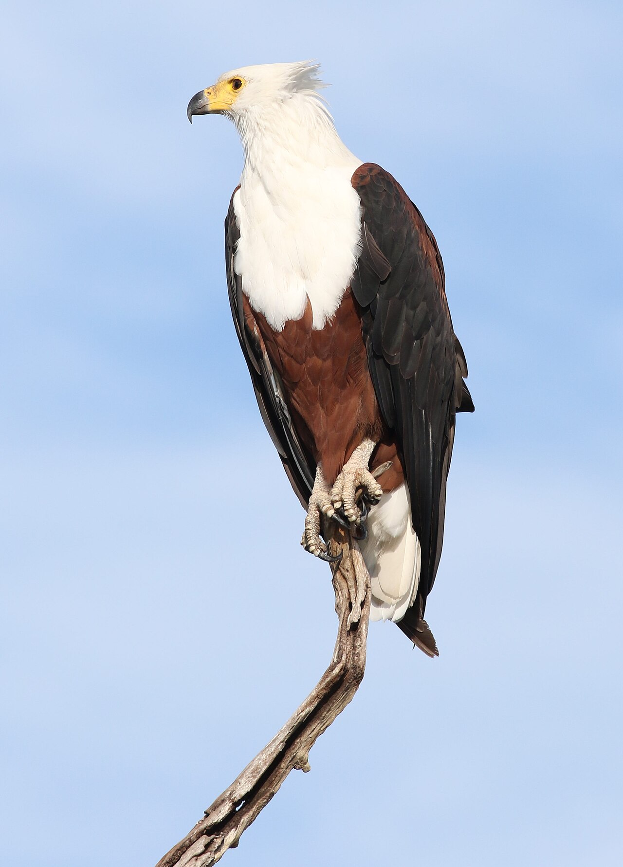 African Fish Eagle
